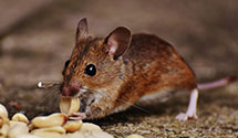 24 Hour & Emergency Exterminators in Horseshoe Lk, AR